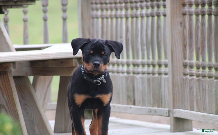 Rottweiler dogs - Advert 8