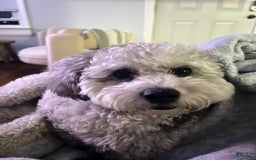 Mini Aussiedoodle dogs for sale: Mocha - Image 4