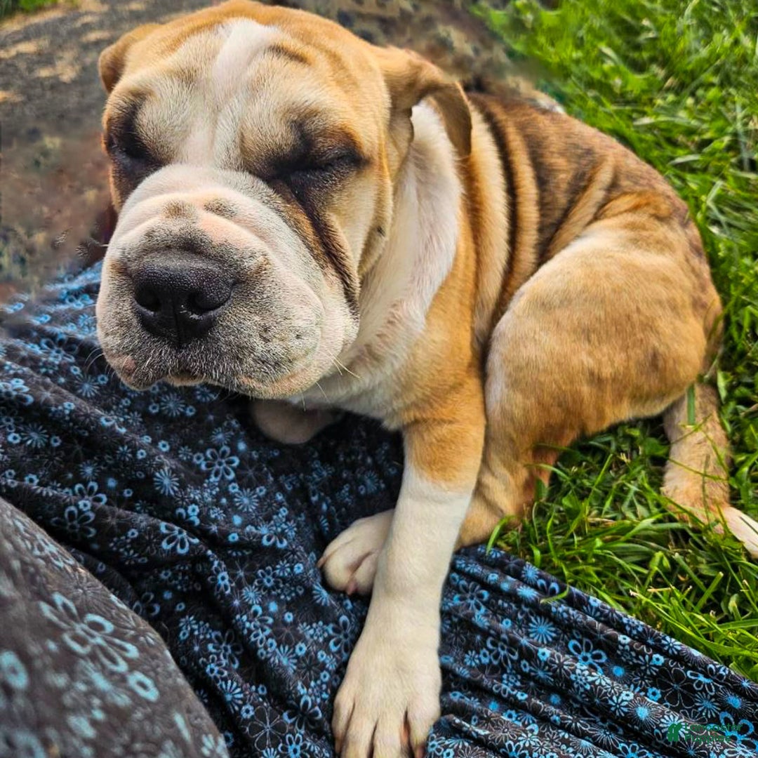 Puggle dogs for sale: Tammy - Image 9