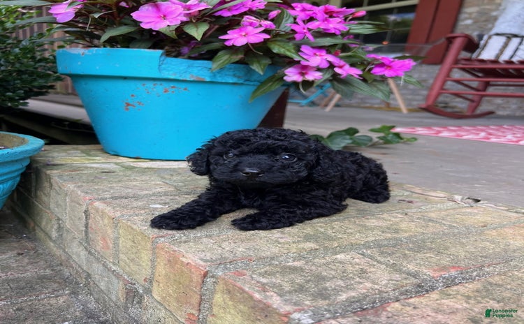 Cavapoo dogs for sale - Ad 1