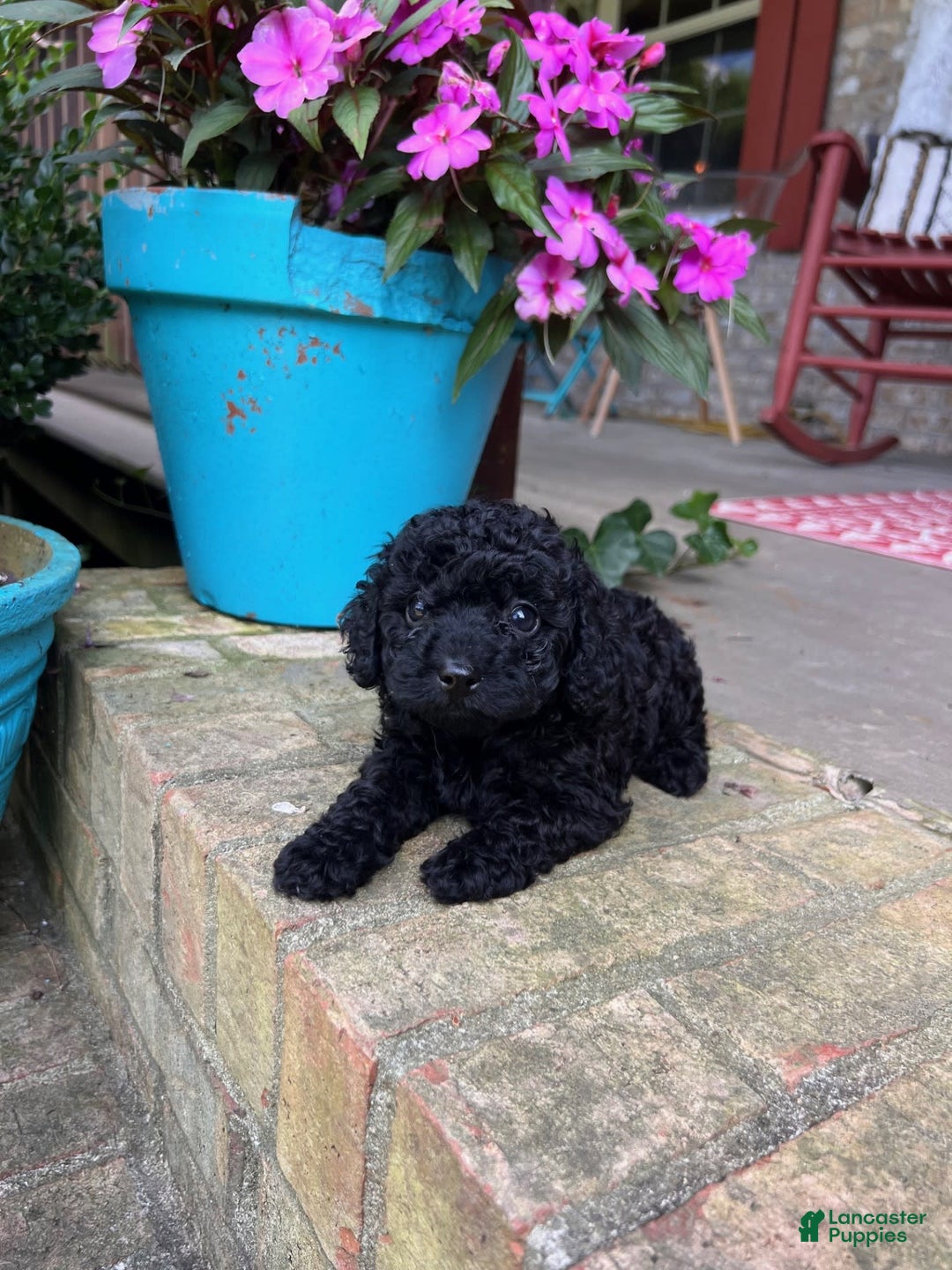 Cavapoo dogs for sale: Rowdy - Image 1