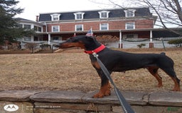 Doberman Pinscher dogs for sale: Champ - Image 7