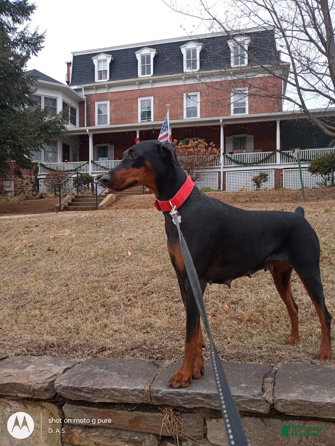 Doberman Pinscher dogs for sale: Champ - Image 7