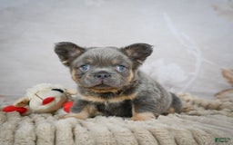 French Bulldog dogs for sale: Bubba - Image 3