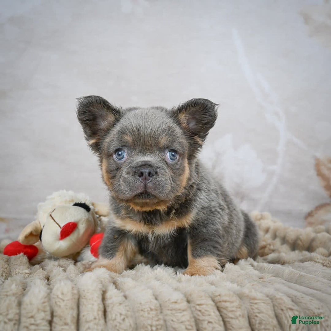 French Bulldog dogs for sale: Bubba - Image 3