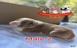 American Bully dogs for sale: American Bully Tri Xl - Image 3