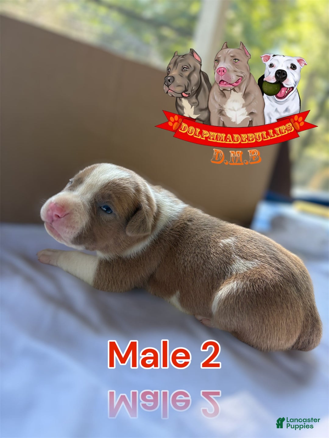 American Bully dogs for sale: American Bully Tri Xl - Image 3