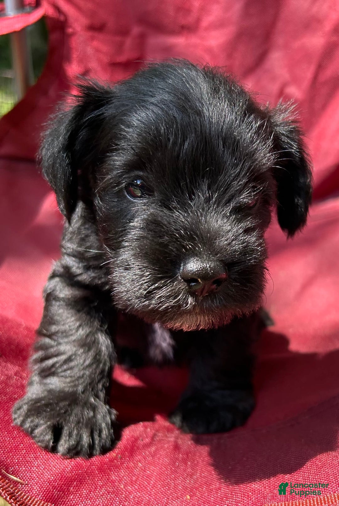Miniature Schnauzer dogs for sale: Buddy - Image 5