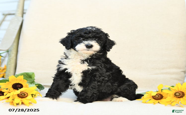 Bernedoodle dogs for sale - Ad 3