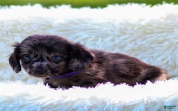 Miniature Dachshund dogs for sale: Franky - Image 3