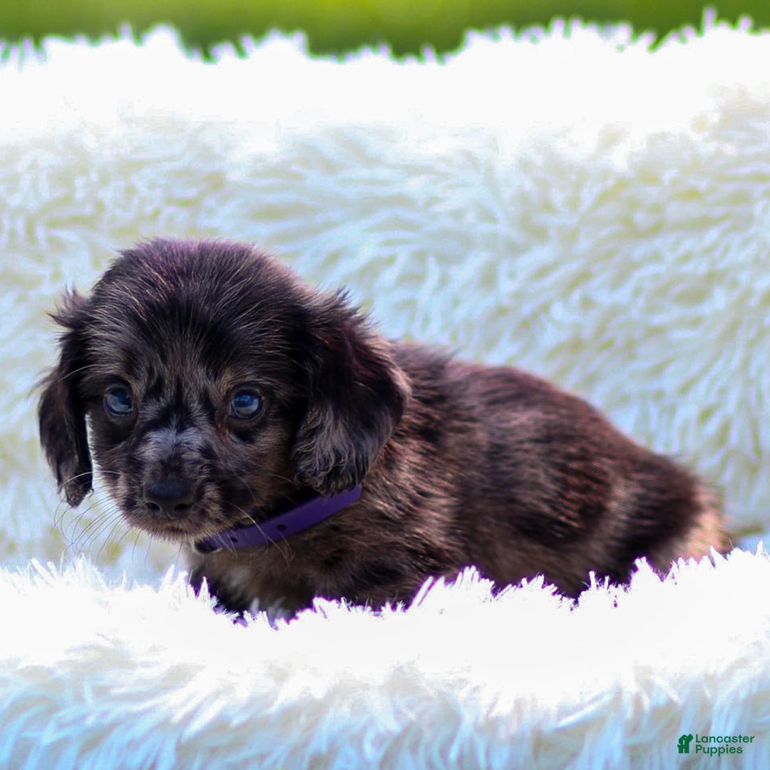 Miniature Dachshund dogs for sale: Franky - Image 3