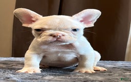 French Bulldog dogs for sale: Jo Jo - Image 6