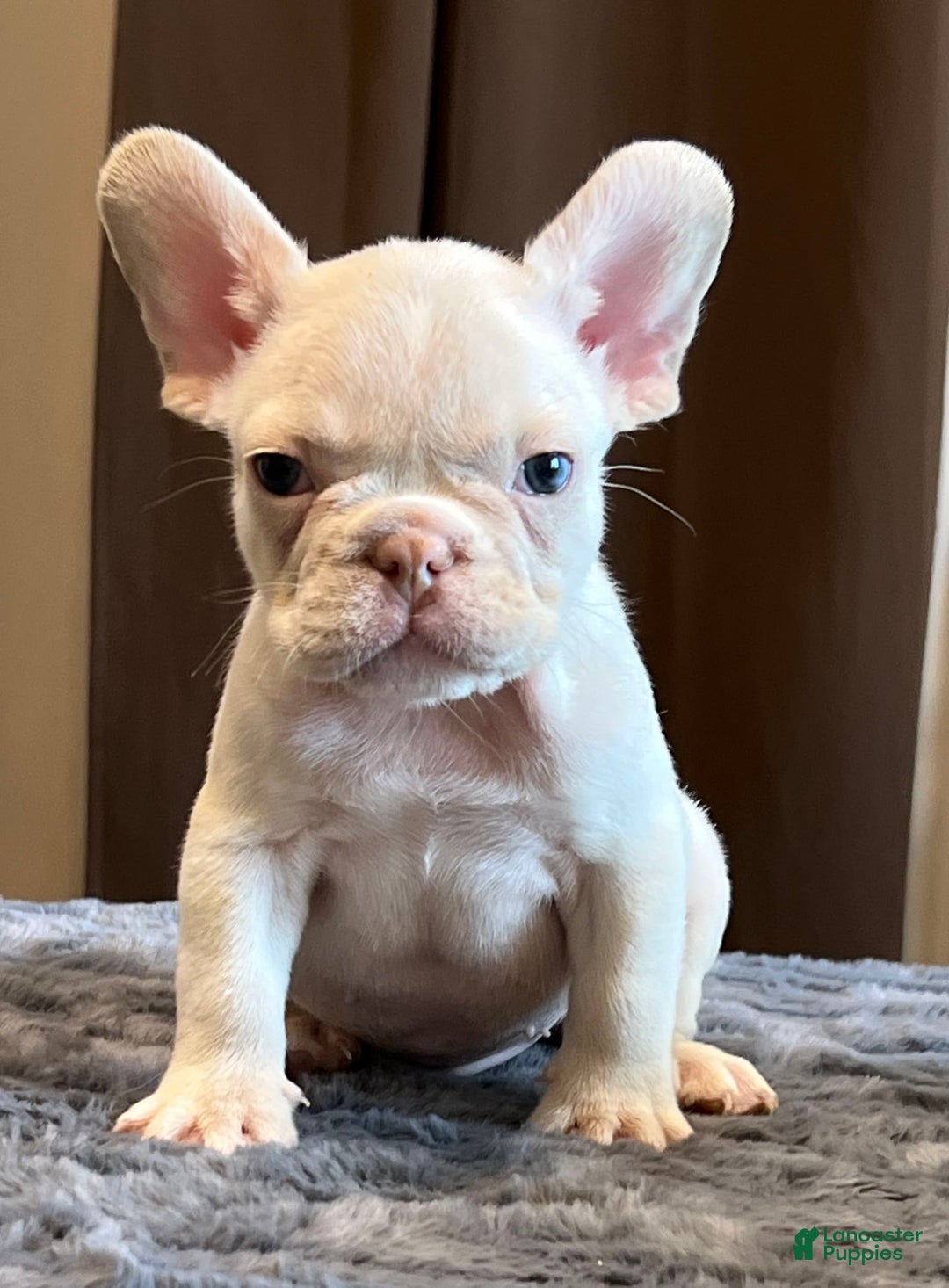 French Bulldog dogs for sale: Jo Jo - Image 6