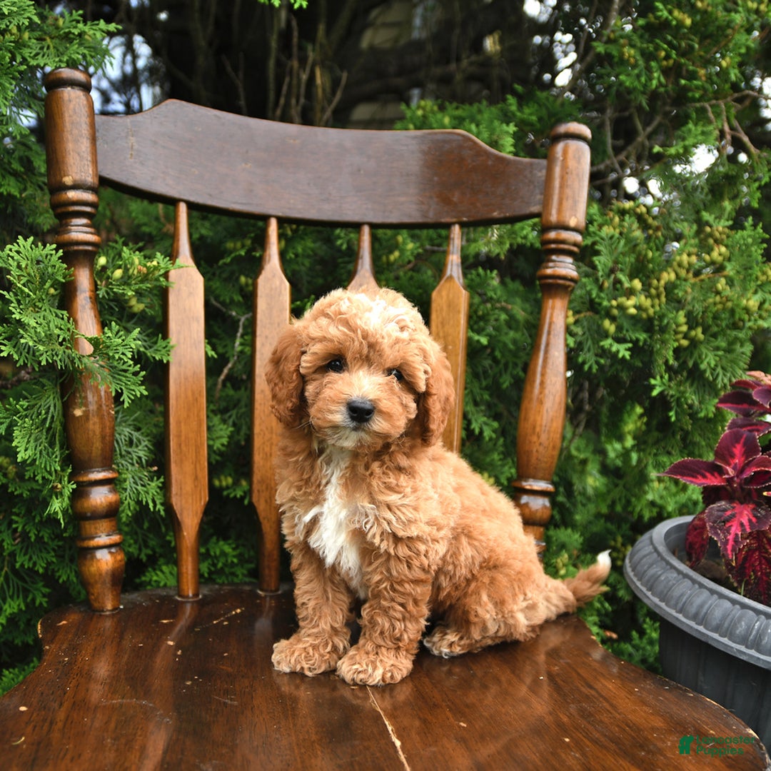 Miniature Poodle dogs for sale: Franklin - Image 2