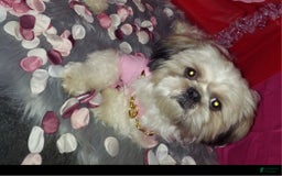 Malshi dogs for sale: Baby - Image 6
