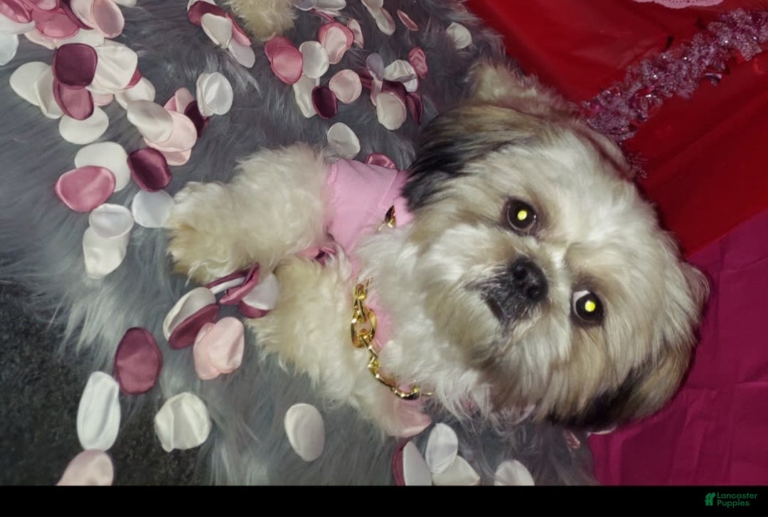 Malshi dogs for sale: Baby - Image 6