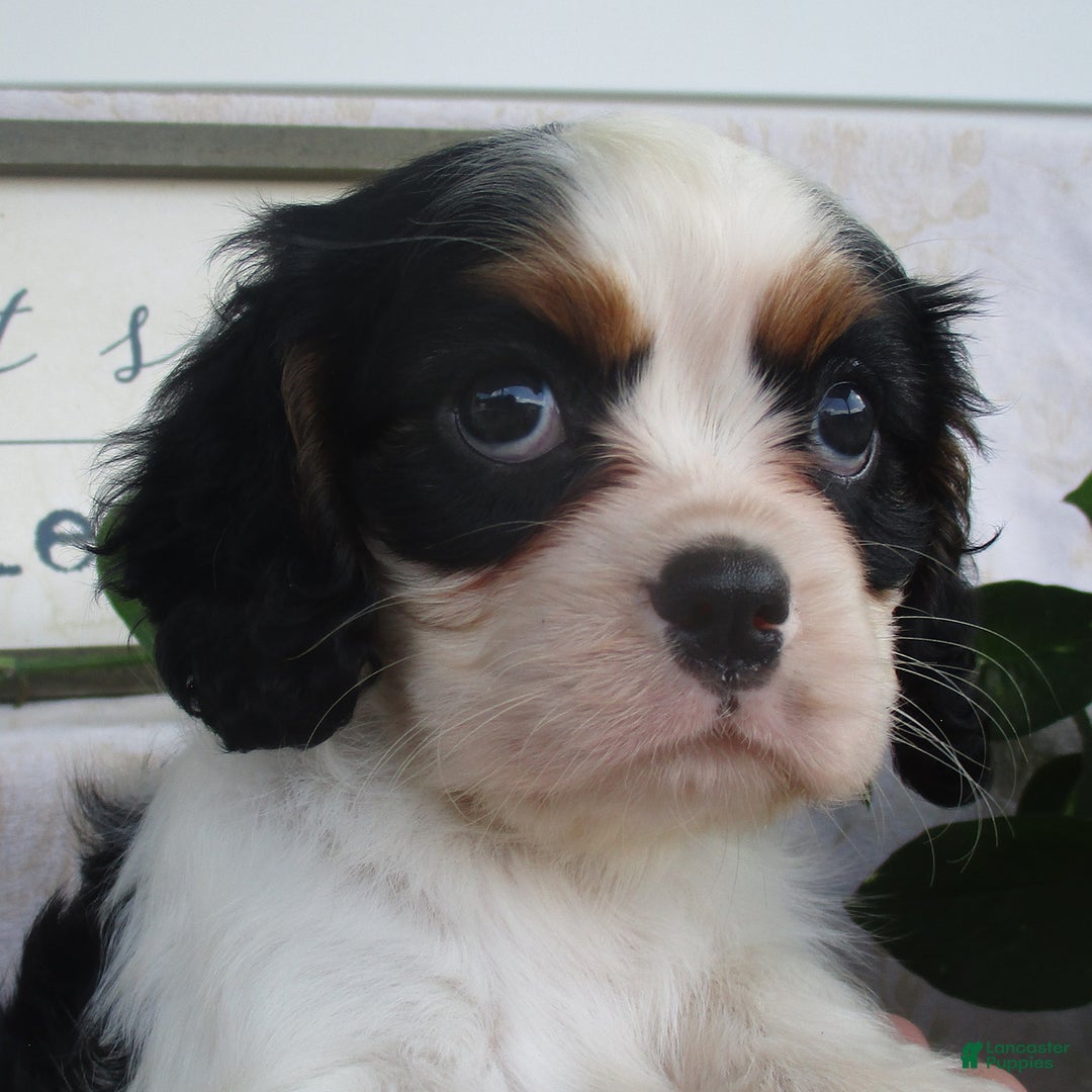 Cavalier King Charles Spaniel dogs for sale: Rosalyn - Image 2