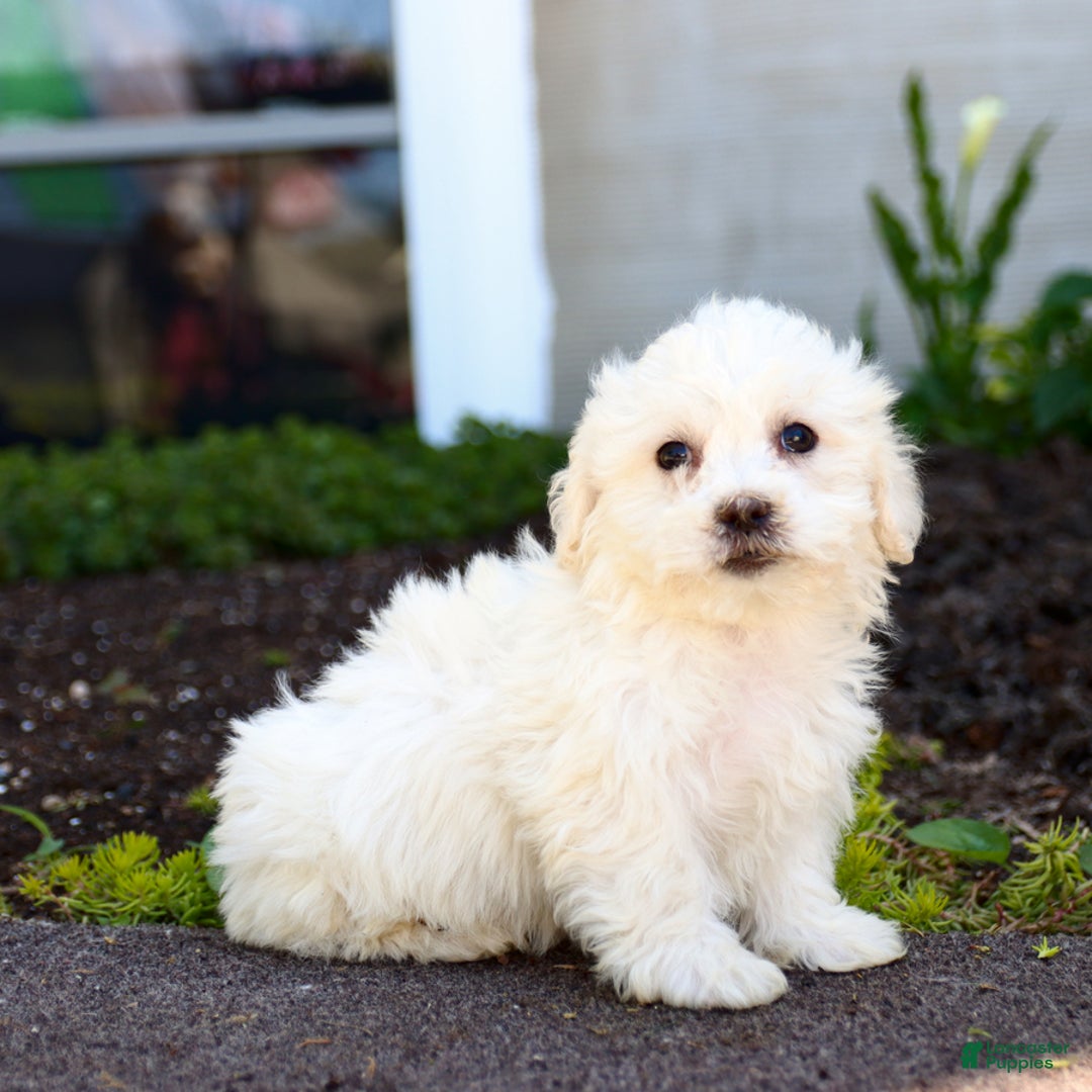Maltipoo dogs for sale: Marshmallow - Image 3