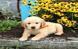 Golden Retriever dogs for sale: Faith - Image 2