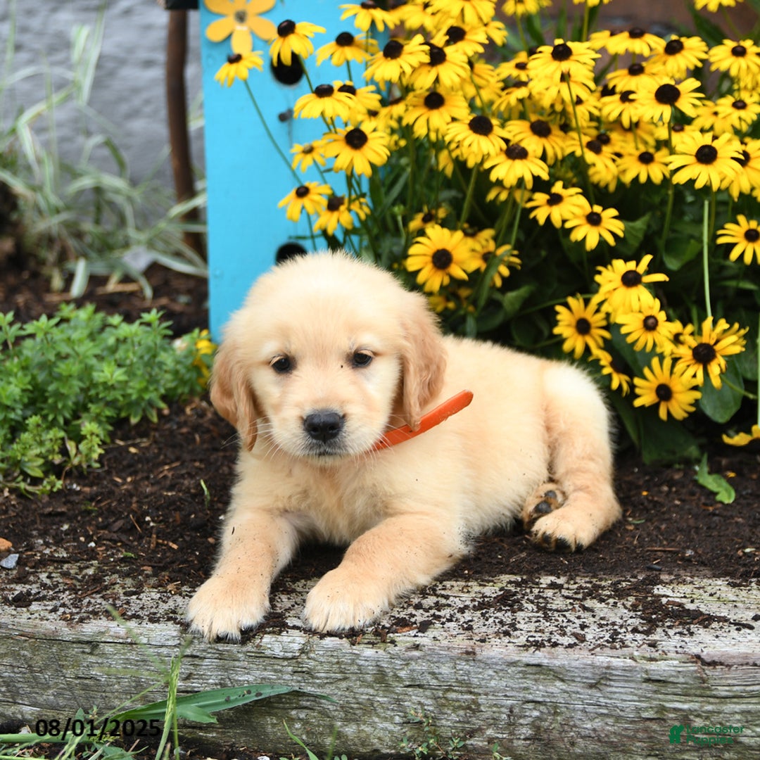 Golden Retriever dogs for sale: Faith - Image 2