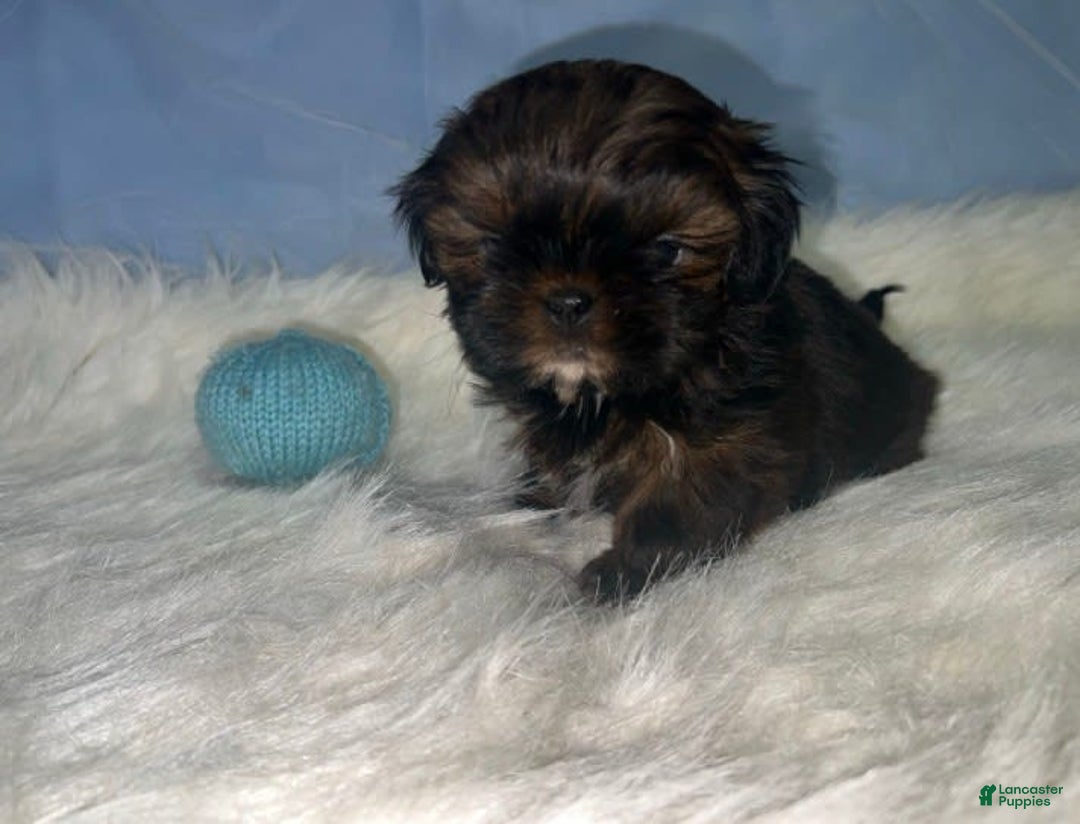 Shih Tzu dogs for sale: Glitterbug Pink - Image 1