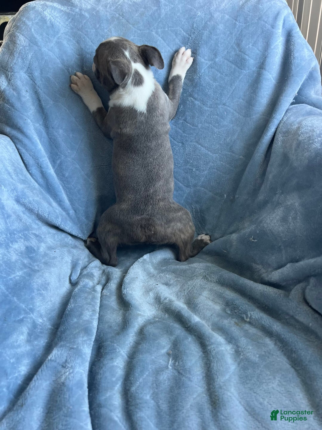 Boston Terrier dogs for sale: Theo - Image 5