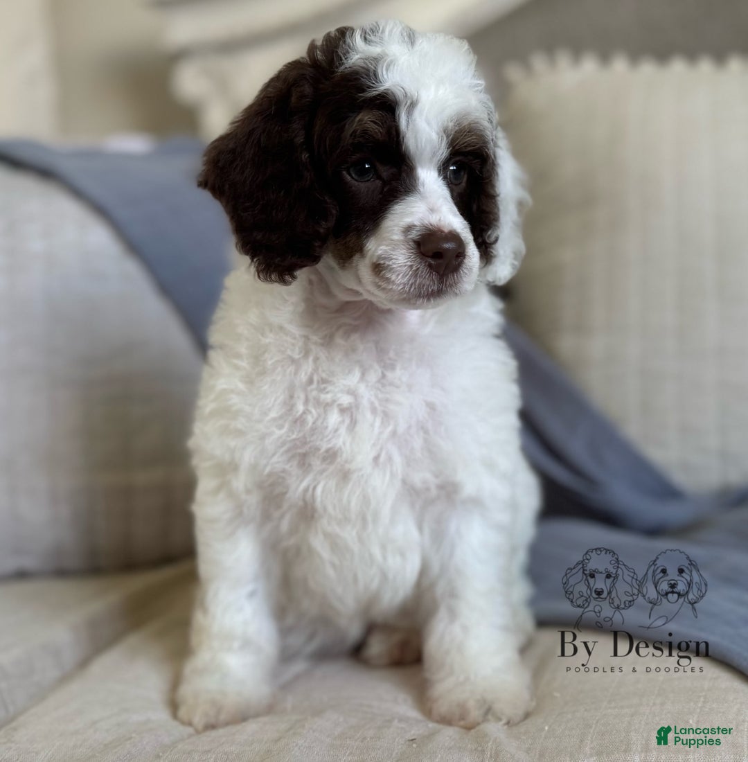 Standard Poodle dogs for sale: Arlo Chocolate Tri Parti - Image 10