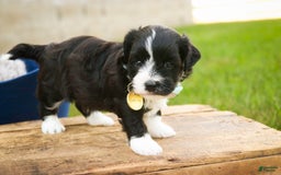 Havanese dogs for sale: Roo - Image 9
