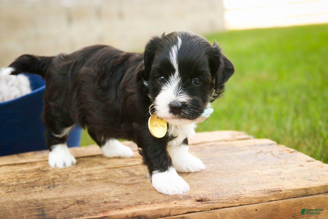 Havanese dogs for sale: Roo - Image 9