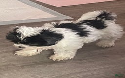 Shihpoo dogs for sale: Shihpoo - Image 7