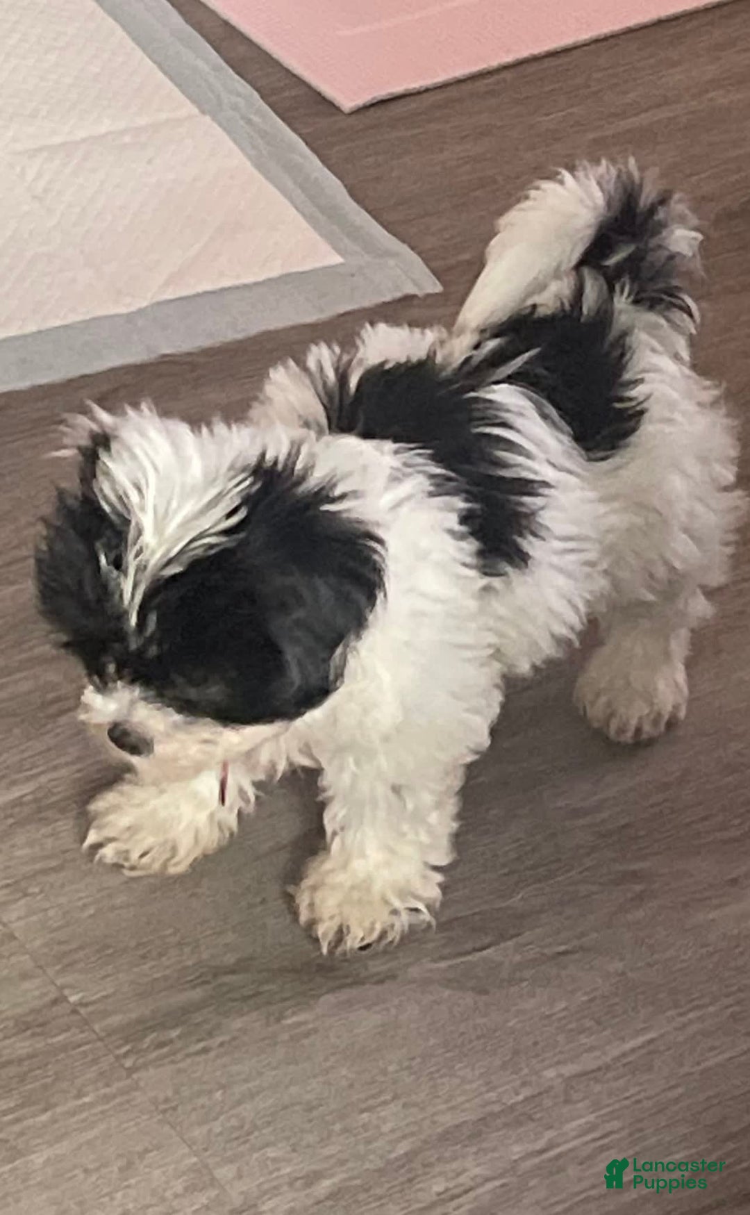 Shihpoo dogs for sale: Shihpoo - Image 7