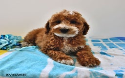 Mini Goldendoodle dogs for sale: Emma - Image 9