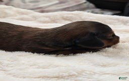 Dachshund dogs for sale: Thor - Image 4