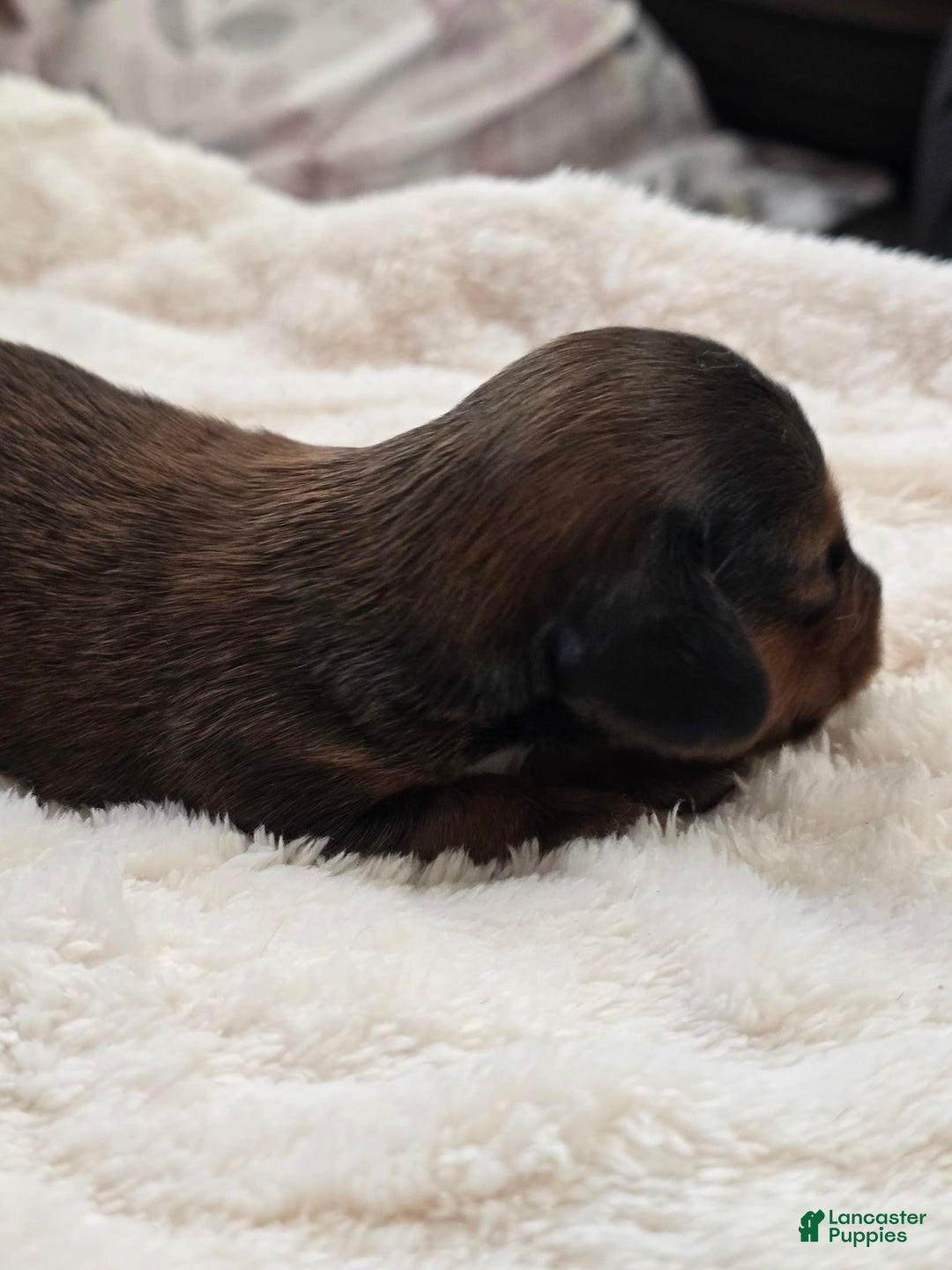 Dachshund dogs for sale: Thor - Image 4