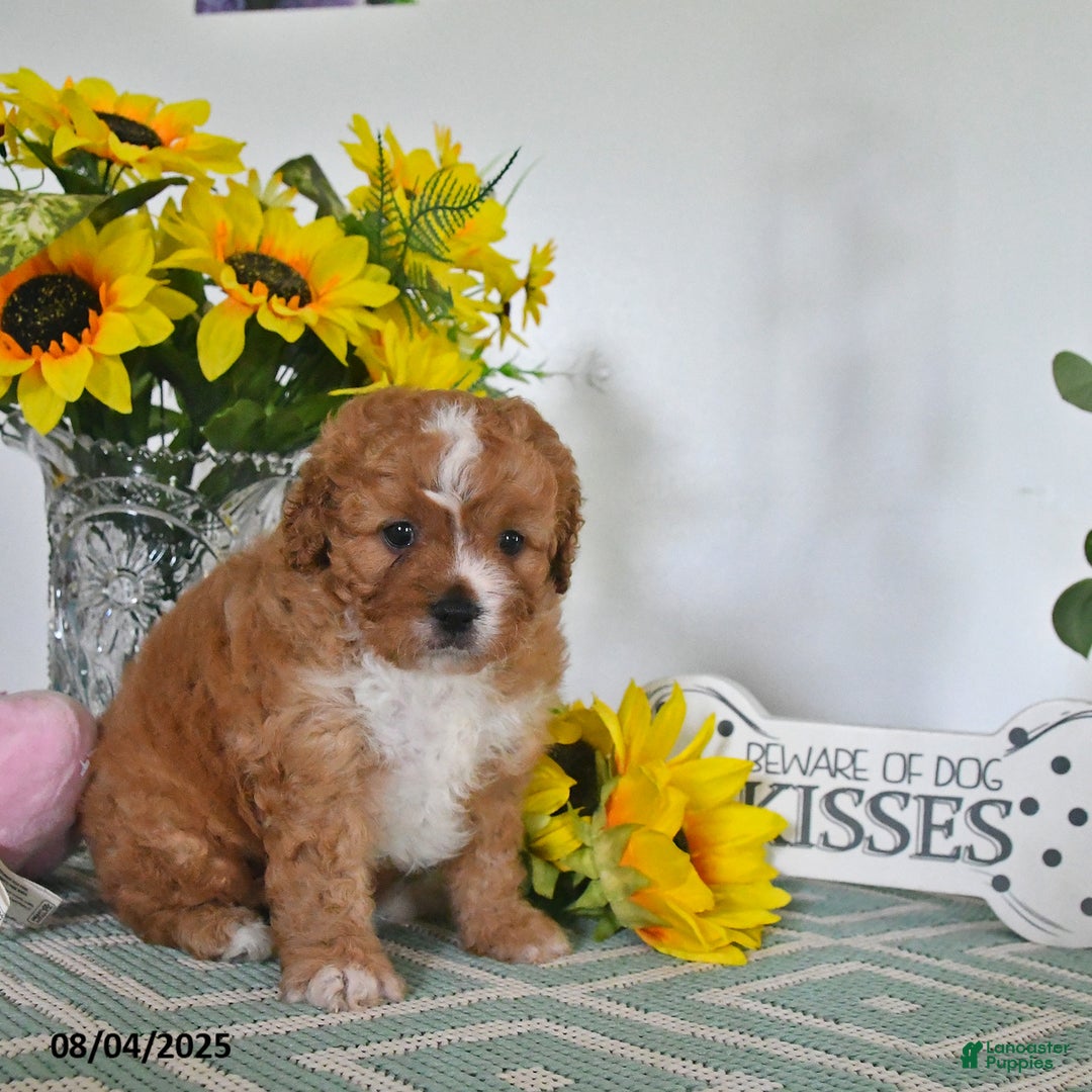 Cavapoo dogs for sale: Carmella - Image 5
