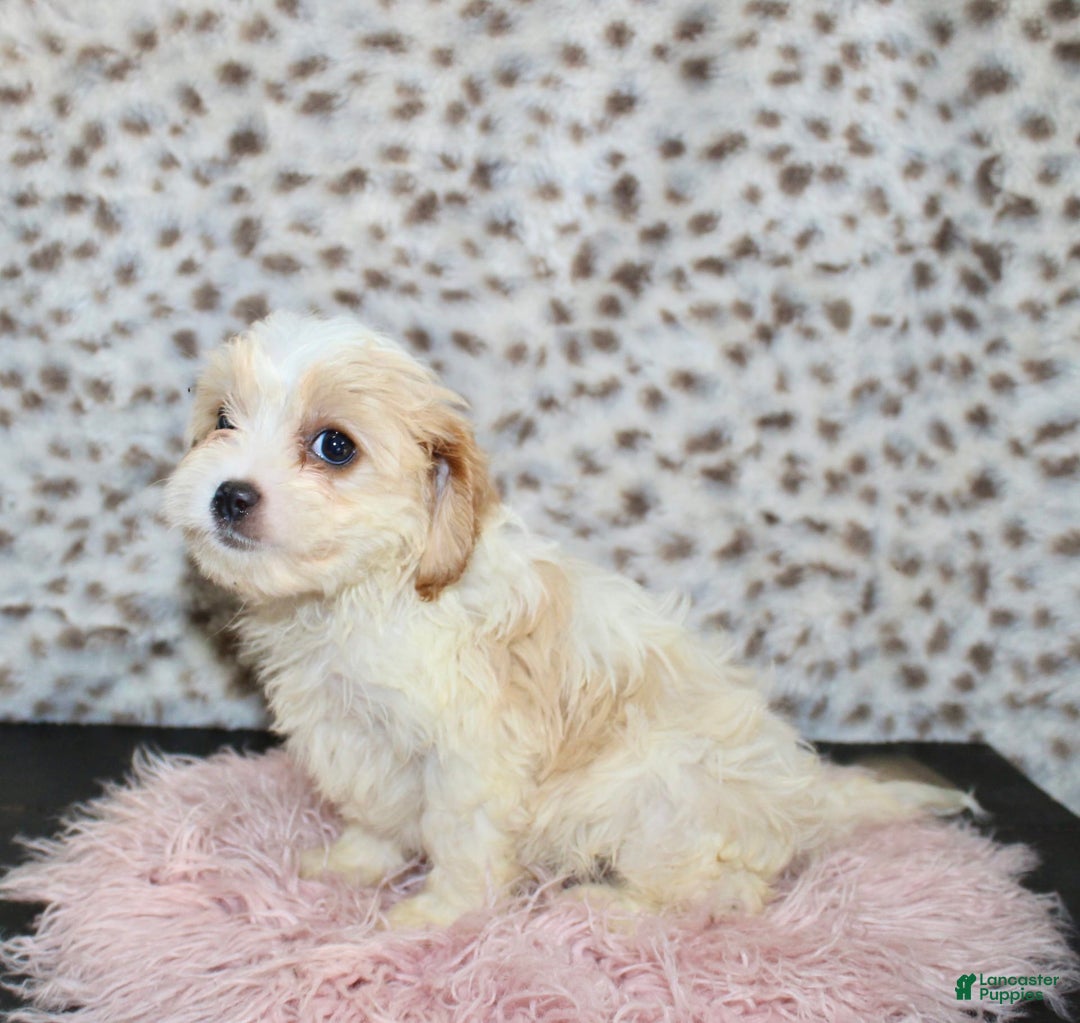 Cavapoo dogs for sale: Cavapoo 7 puppies - Image 28