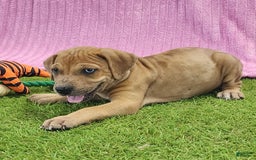 Catahoula Leopard Dog dogs for sale: Duchess 2025 Female 4 - Image 3