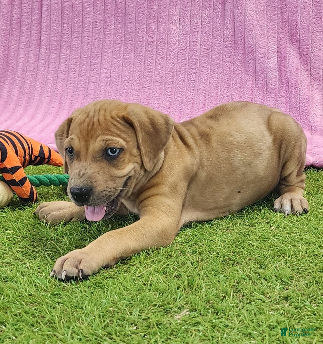 Catahoula Leopard Dog dogs for sale: Duchess 2025 Female 4 - Image 3