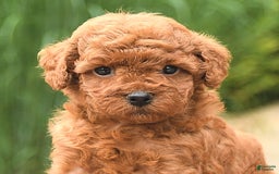 Cockapoo dogs for sale: Magic - Image 3