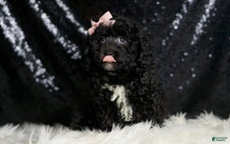 Miniature Poodle dogs for sale: Raven - Image 3