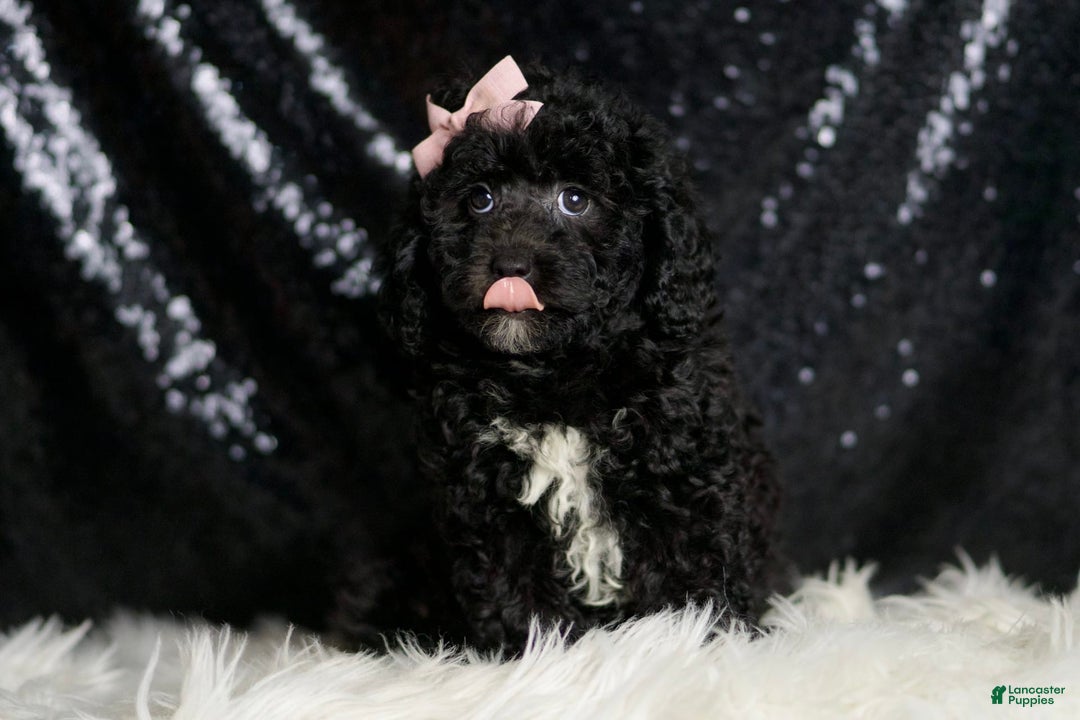 Miniature Poodle dogs for sale: Raven - Image 3