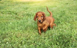 Irish Setter dogs for sale: sailor - Image 2