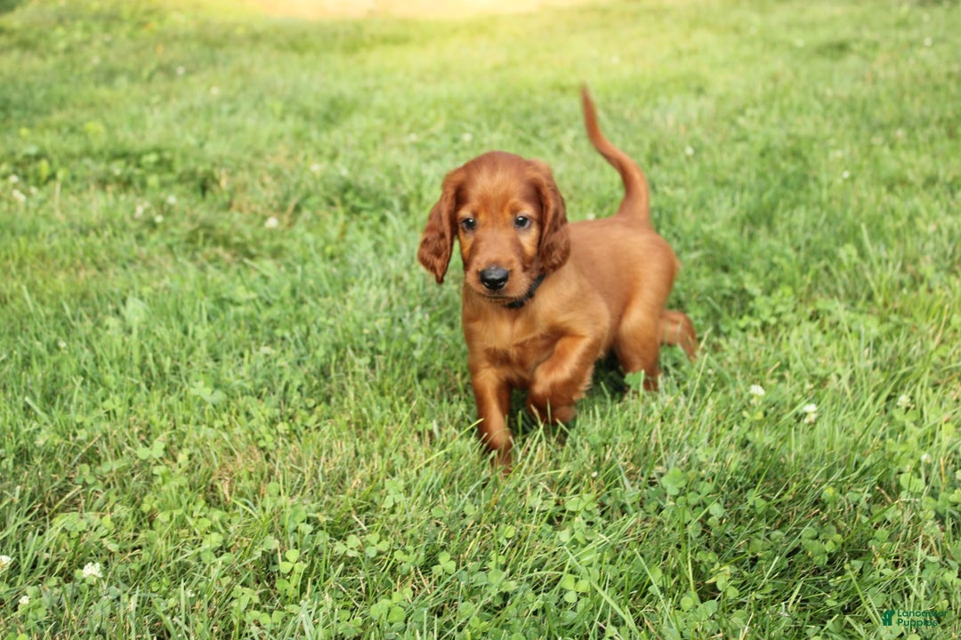 Irish Setter dogs for sale: sailor - Image 2