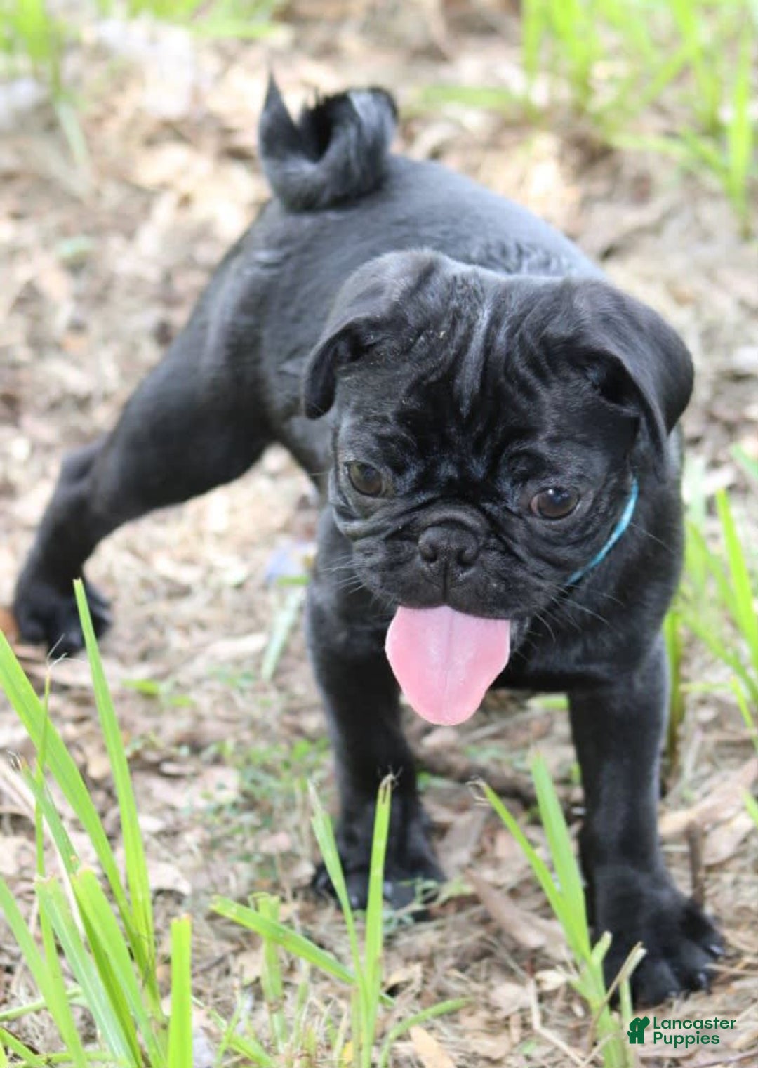 Pug dogs for sale: Jax - Image 5