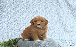 Mini Goldendoodle dogs for sale: Mason - Image 4