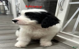 Saint Berdoodles dogs for sale: Missy - Image 9