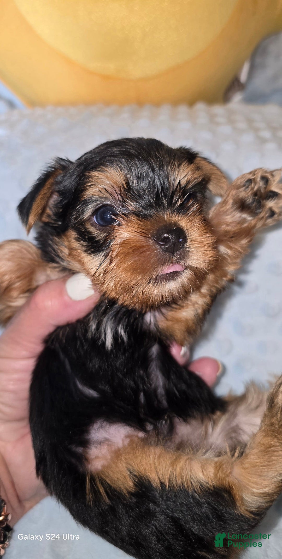Yorkshire Terrier dogs for sale: Tt - Image 15