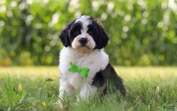 Cavapoo dogs for sale: Austin - Image 2