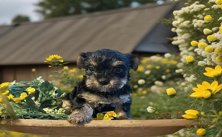 Shorkie dogs for sale - Ad 2