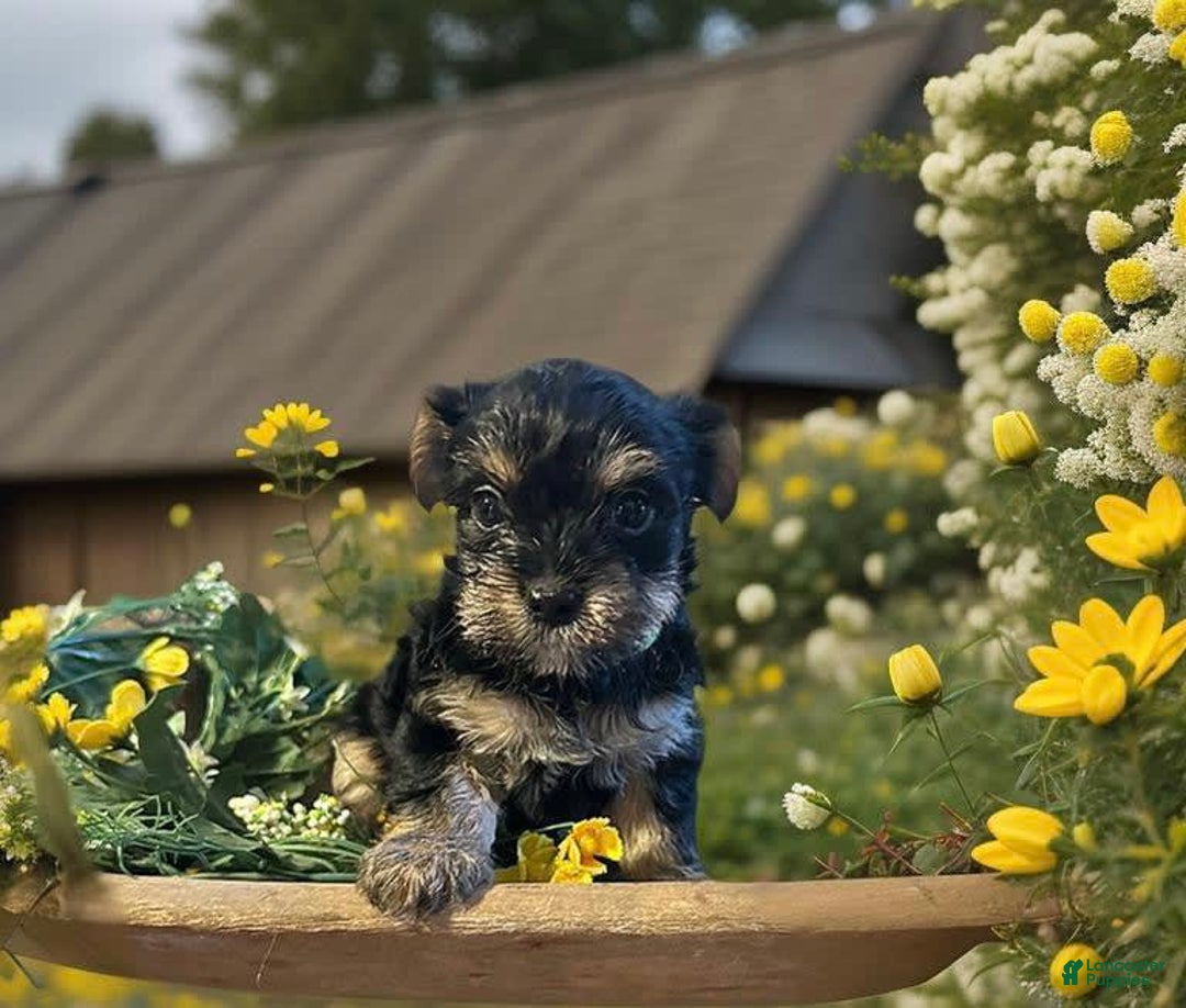 Shorkie dogs for sale: Atticus - Image 1